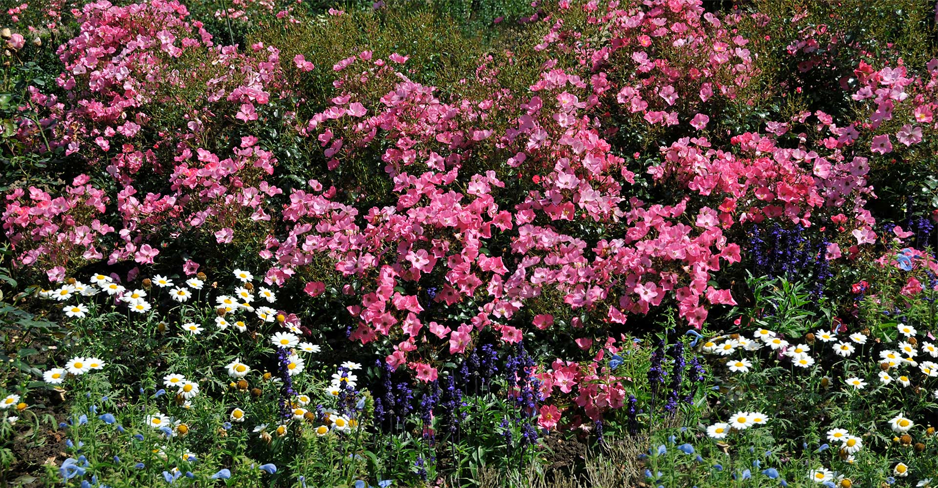 Ein Rosenbeet im Arboretum Ellerhoop